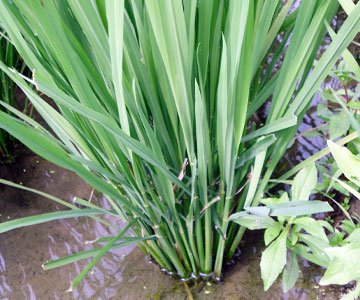 Improved Planting