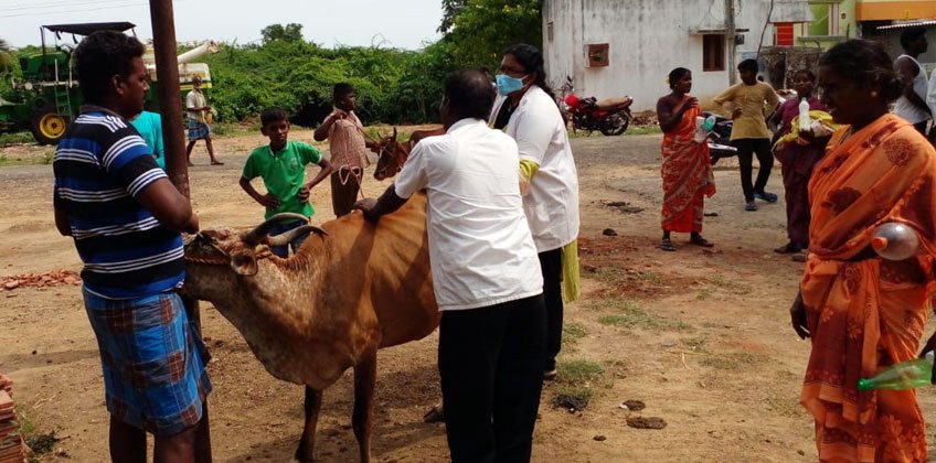 Livestock Care